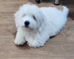 Coton de Tulear 